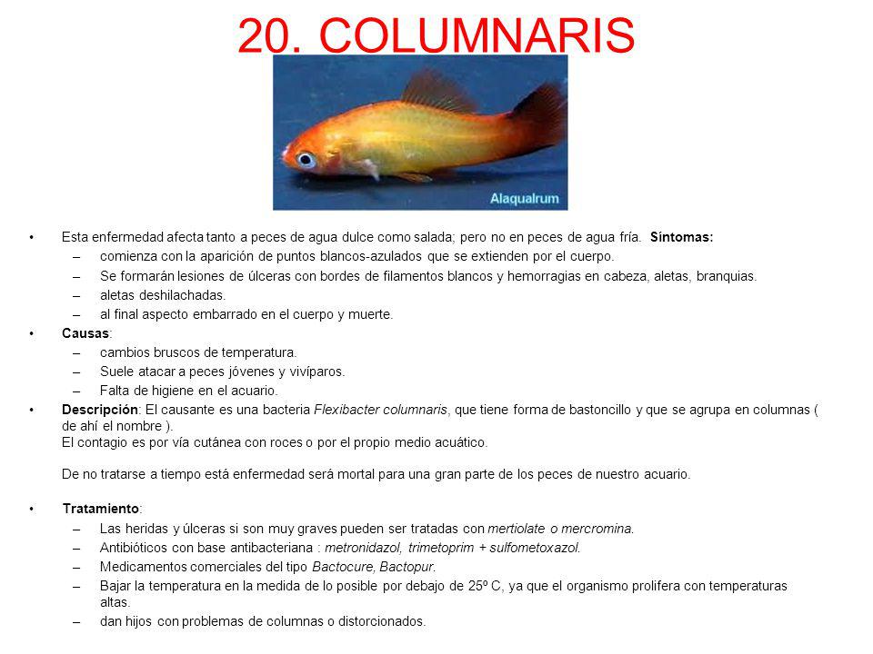 20. COLUMNARIS Esta enfermedad afecta tanto a peces de agua dulce como salada; pero no en peces de agua fría. Síntomas: