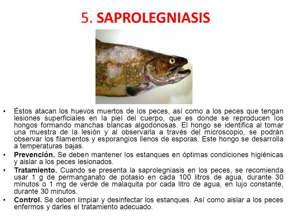 5. SAPROLEGNIASIS