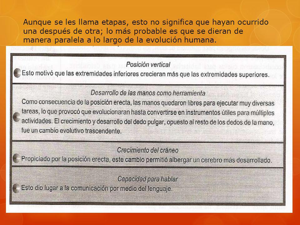 Aunque se les llama etapas, esto no significa que hayan ocurrido una después de otra; lo más probable es que se dieran de manera paralela a lo largo de la evolución humana.