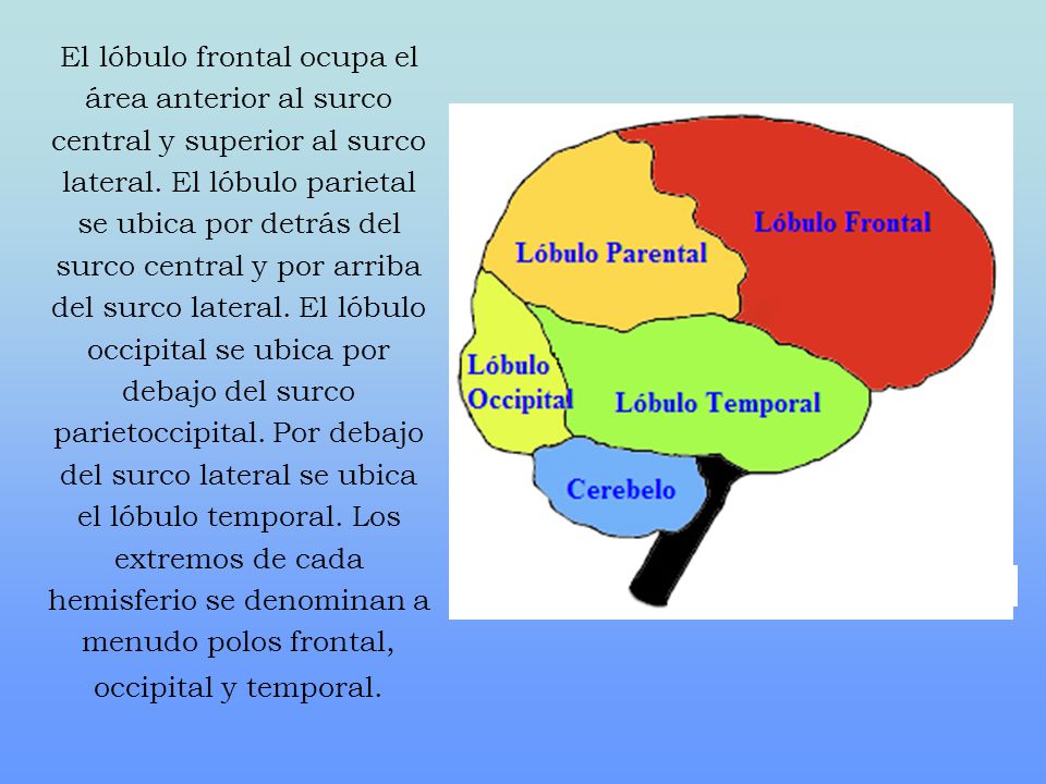 El lóbulo frontal ocupa el área anterior al surco central y superior al surco lateral.