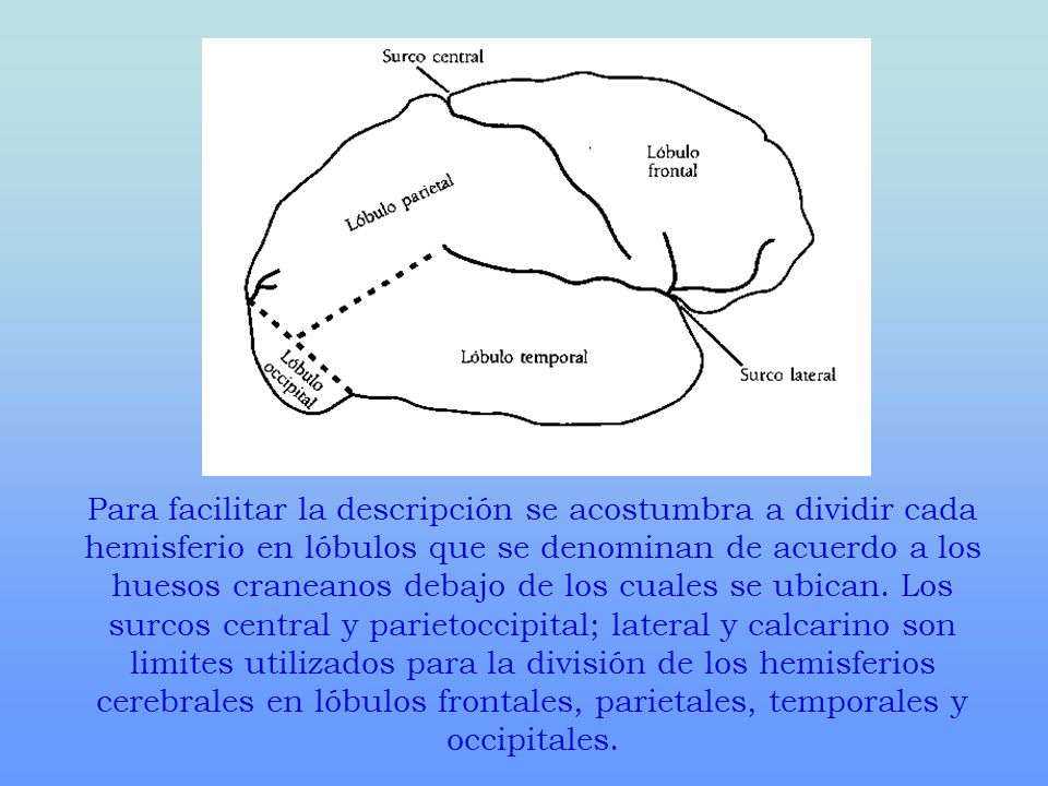 Para facilitar la descripción se acostumbra a dividir cada hemisferio en lóbulos que se denominan de acuerdo a los huesos craneanos debajo de los cuales se ubican.