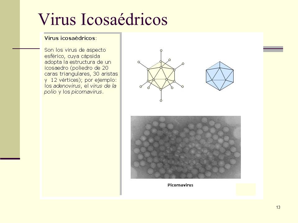 Virus Icosaédricos