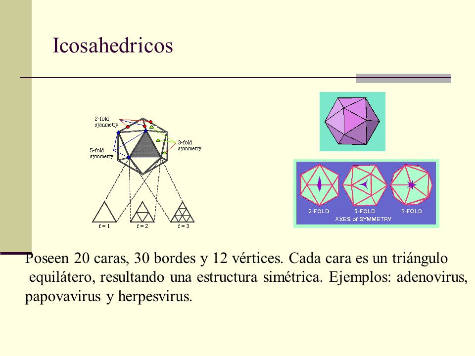Icosahedricos Poseen 20 caras, 30 bordes y 12 vértices. Cada cara es un triángulo.