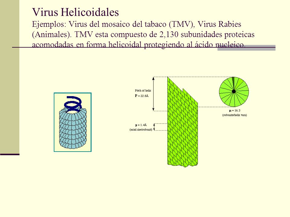 Virus Helicoidales Ejemplos: Virus del mosaico del tabaco (TMV), Virus Rabies (Animales).