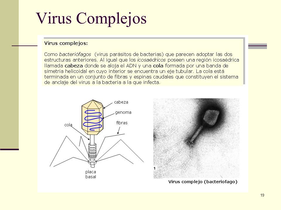 Virus Complejos