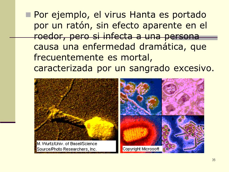 Por ejemplo, el virus Hanta es portado por un ratón, sin efecto aparente en el roedor, pero si infecta a una persona causa una enfermedad dramática, que frecuentemente es mortal, caracterizada por un sangrado excesivo.