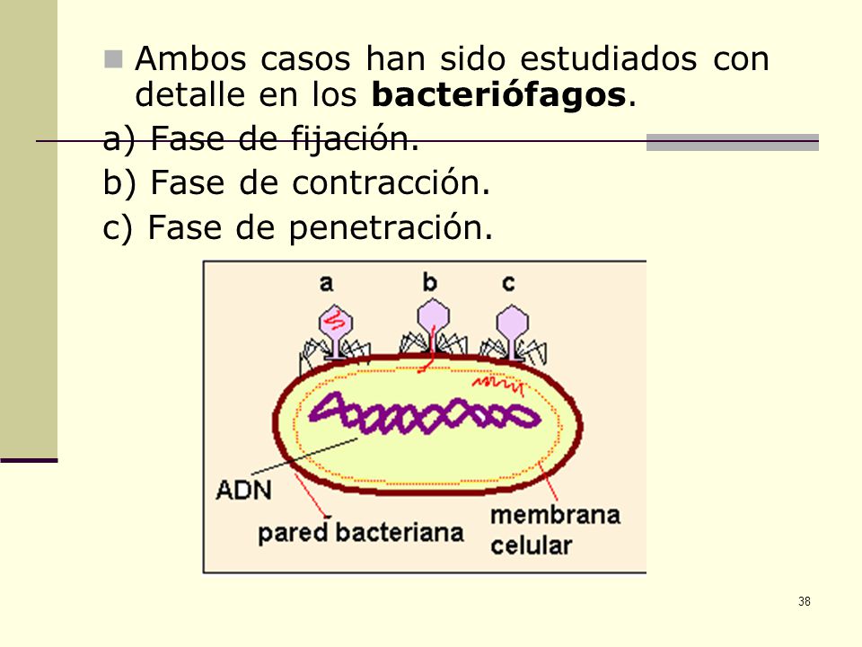 Ambos casos han sido estudiados con detalle en los bacteriófagos.