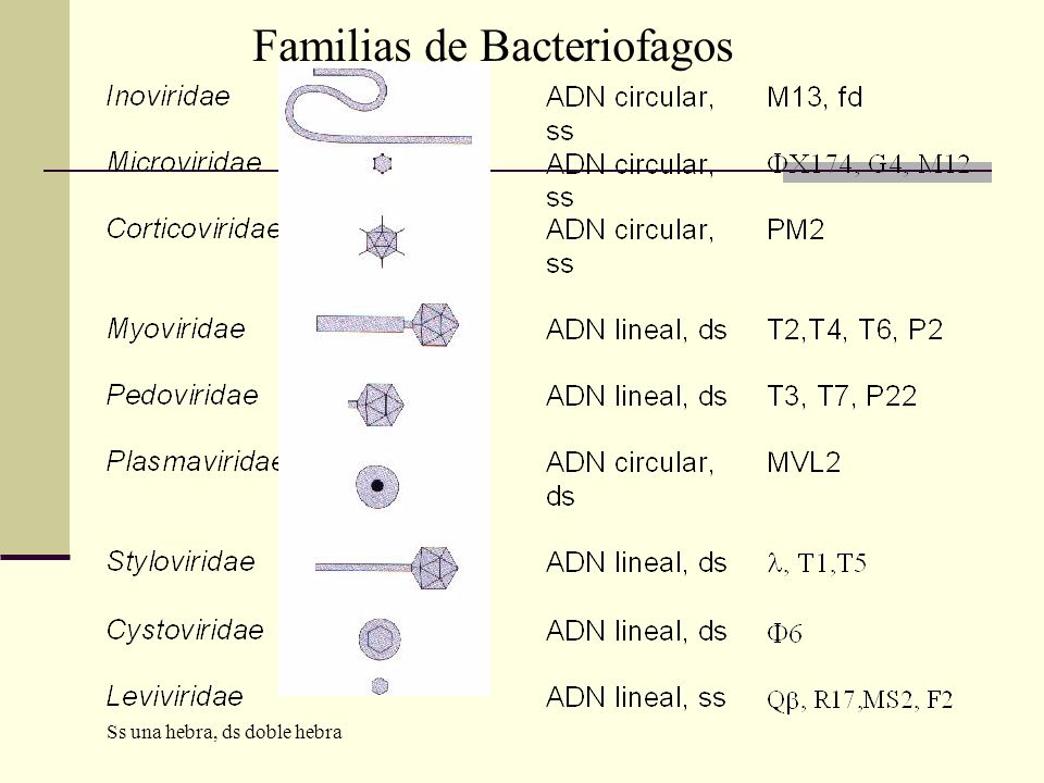 Familias de Bacteriofagos