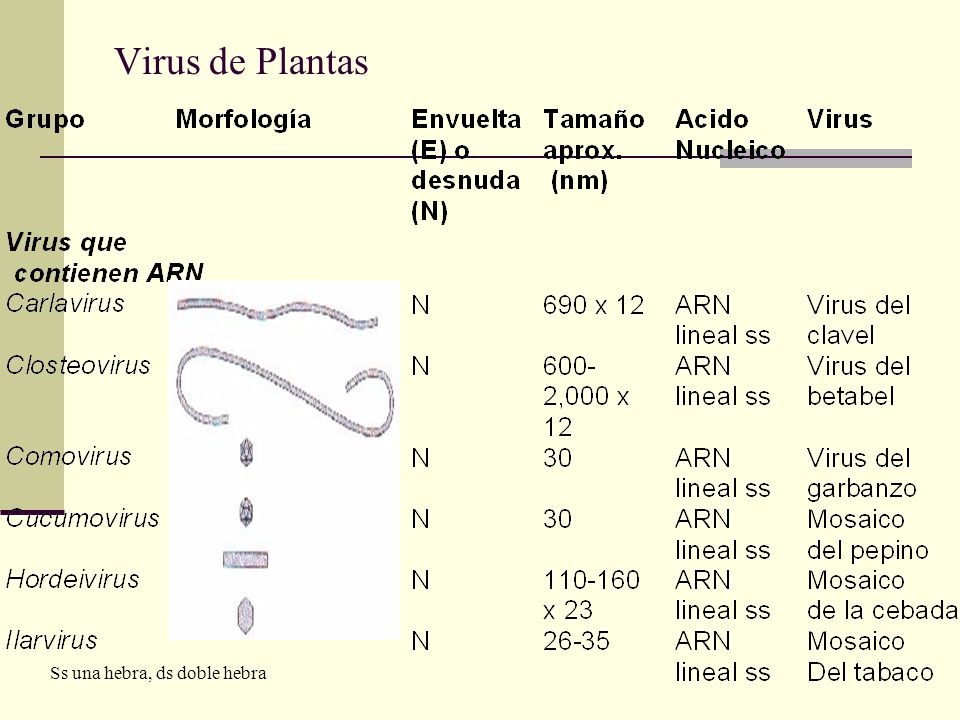 Virus de Plantas Ss una hebra, ds doble hebra