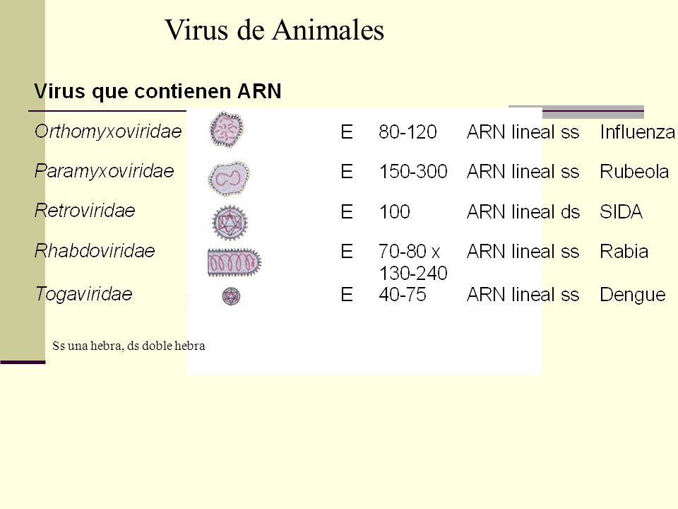 Virus de Animales Ss una hebra, ds doble hebra
