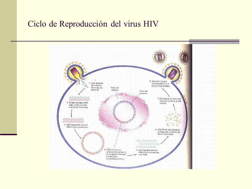 Ciclo de Reproducción del virus HIV