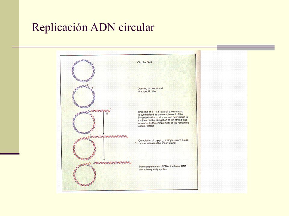 Replicación ADN circular