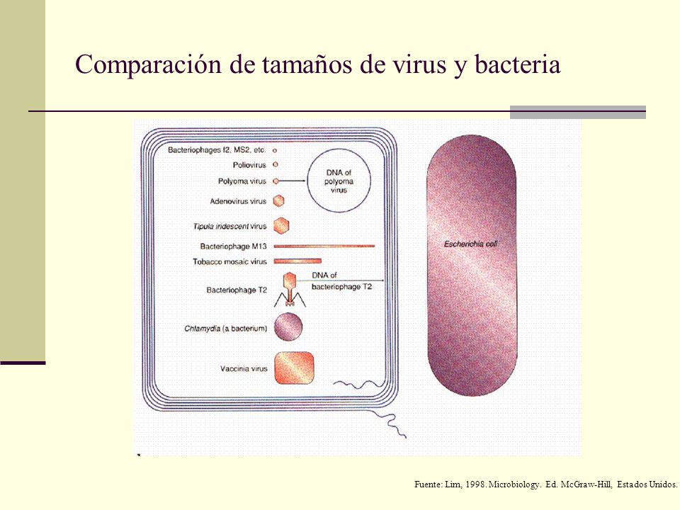 Comparación de tamaños de virus y bacteria
