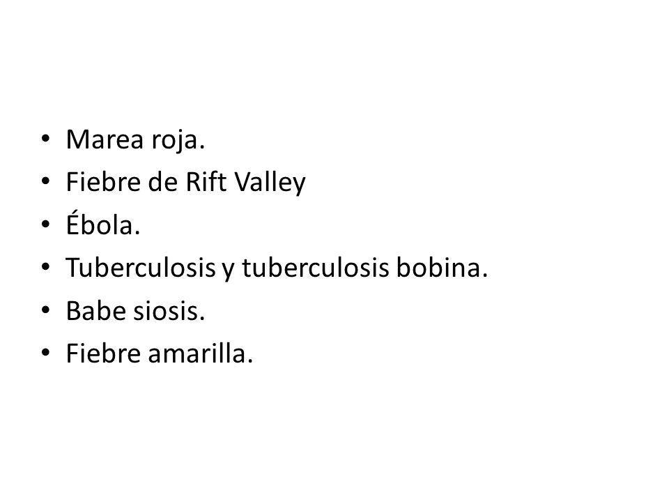 Marea roja. Fiebre de Rift Valley. Ébola. Tuberculosis y tuberculosis bobina.