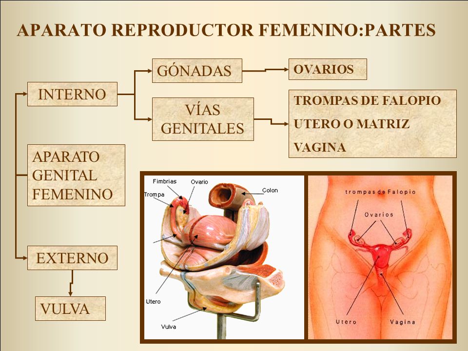 APARATO REPRODUCTOR FEMENINO:PARTES