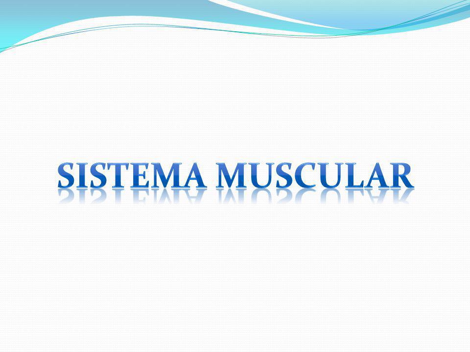 Sistema muscular