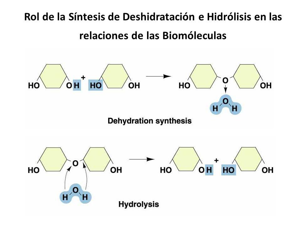 Rol de la Síntesis de Deshidratación e Hidrólisis en las relaciones de las Biomóleculas