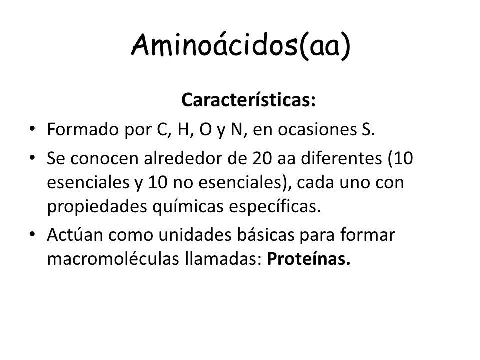 Aminoácidos(aa) Características: