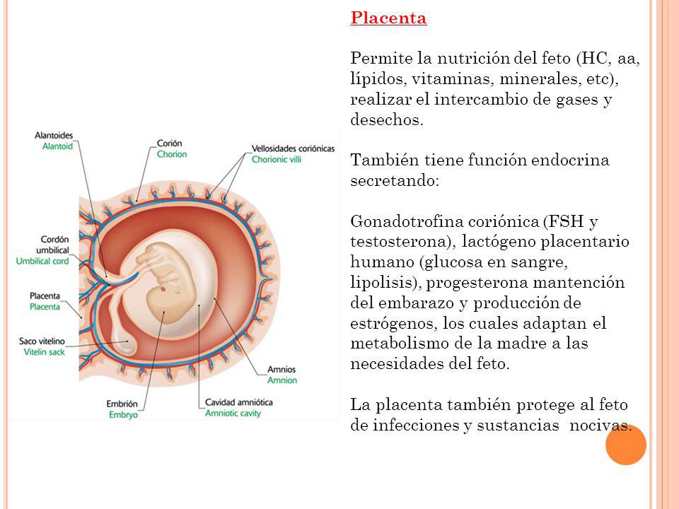Placenta Permite la nutrición del feto (HC, aa, lípidos, vitaminas, minerales, etc), realizar el intercambio de gases y desechos.