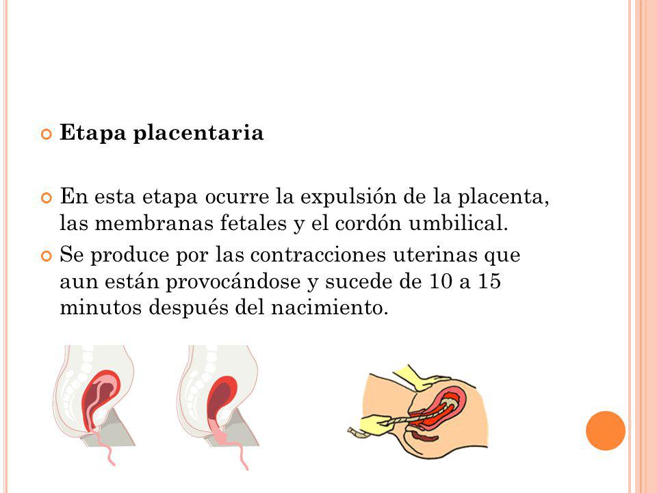 Etapa placentaria En esta etapa ocurre la expulsión de la placenta, las membranas fetales y el cordón umbilical.