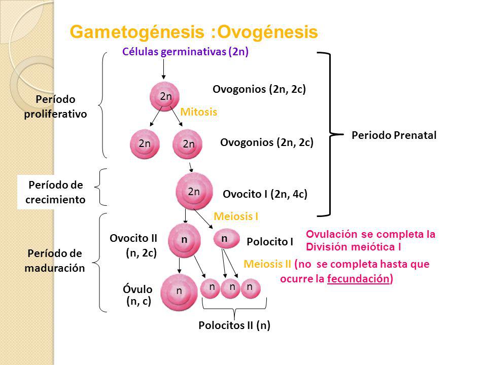 Gametogénesis :Ovogénesis