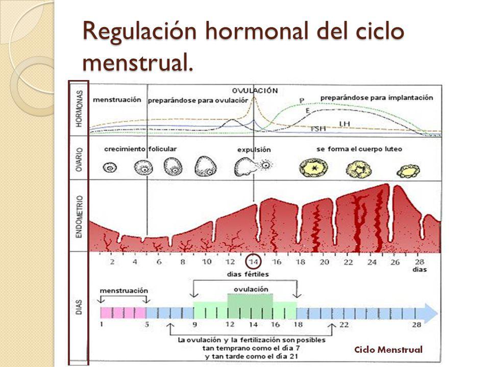 Regulación hormonal del ciclo menstrual.