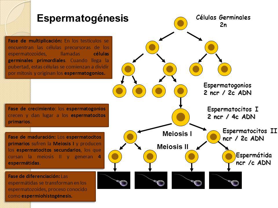 Espermatogénesis Meiosis I Meiosis II Células Germinales 2n