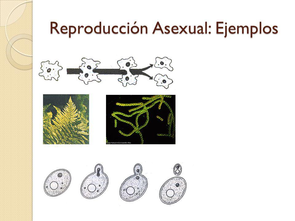 Reproducción Asexual: Ejemplos