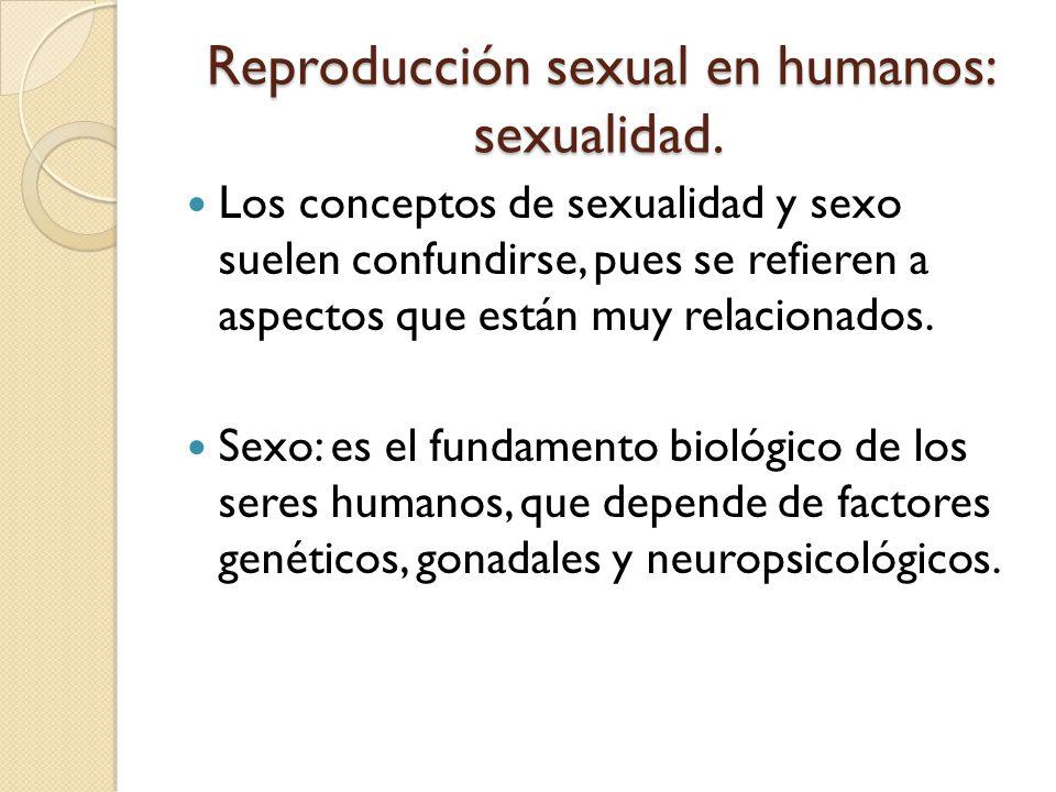 Reproducción sexual en humanos: sexualidad.