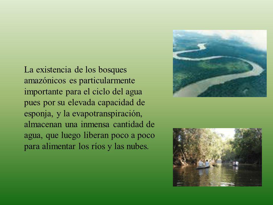 La existencia de los bosques amazónicos es particularmente importante para el ciclo del agua pues por su elevada capacidad de esponja, y la evapotranspiración, almacenan una inmensa cantidad de agua, que luego liberan poco a poco para alimentar los ríos y las nubes.