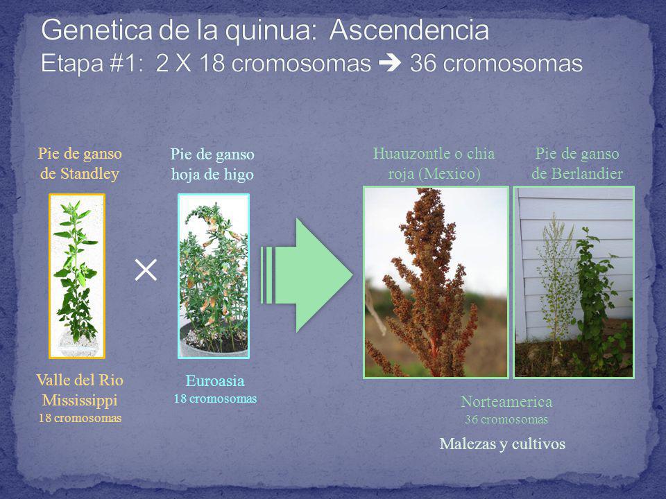 Genetica de la quinua: Ascendencia Etapa #1: 2 X 18 cromosomas  36 cromosomas