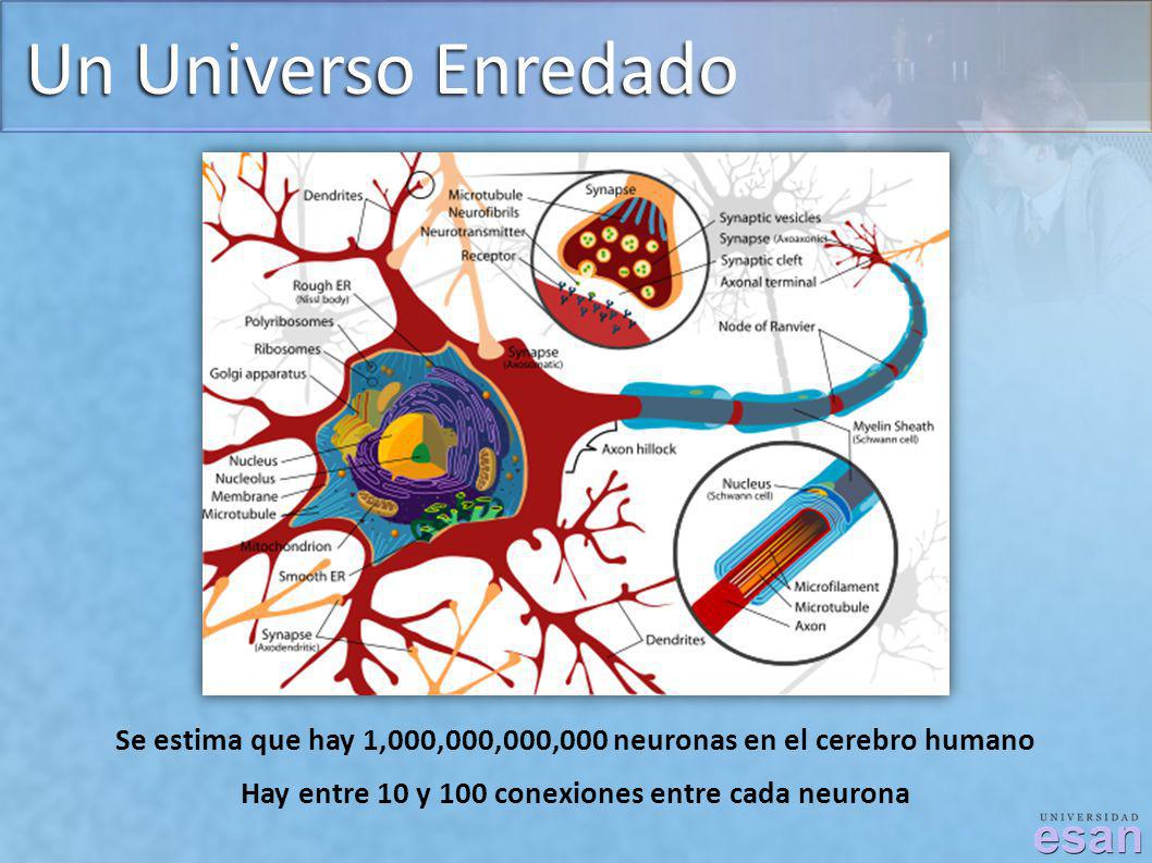 Un Universo Enredado Se estima que hay 1,000,000,000,000 neuronas en el cerebro humano.