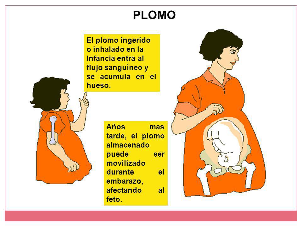 PLOMO El plomo ingerido o inhalado en la Infancia entra al
