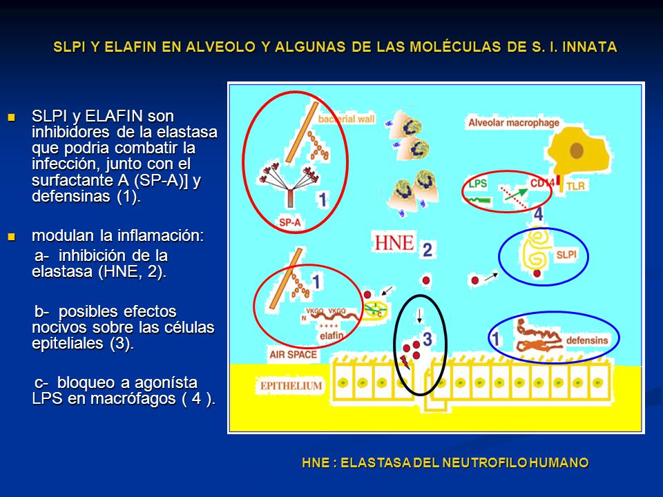SLPI Y ELAFIN EN ALVEOLO Y ALGUNAS DE LAS MOLÉCULAS DE S. I. INNATA