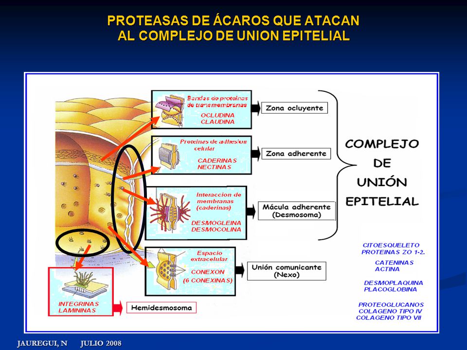 PROTEASAS DE ÁCAROS QUE ATACAN AL COMPLEJO DE UNION EPITELIAL