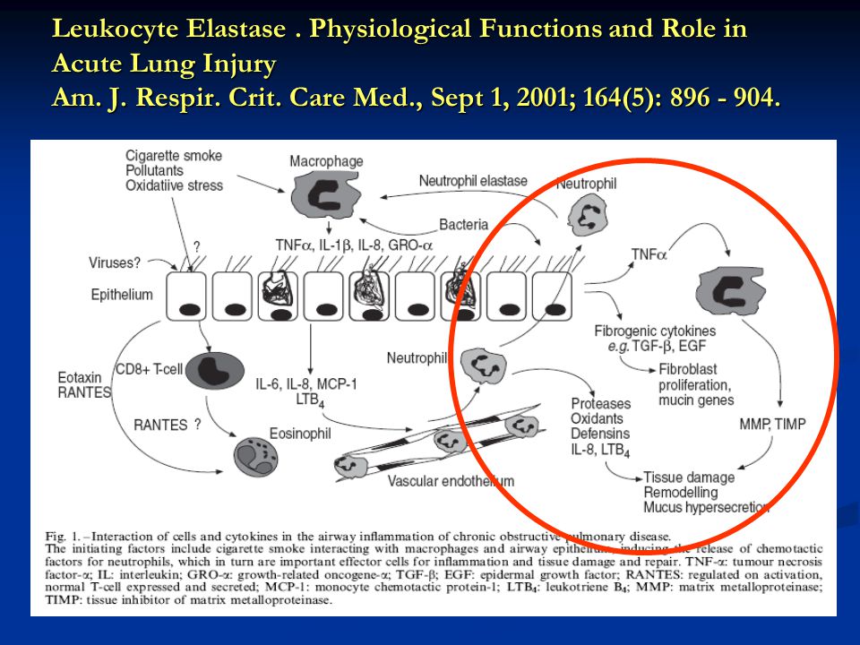 Leukocyte Elastase . Physiological Functions and Role in Acute Lung Injury Am.