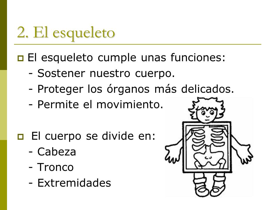 2. El esqueleto El esqueleto cumple unas funciones: