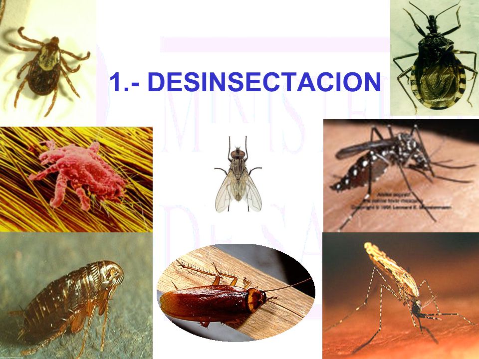 1.- DESINSECTACION