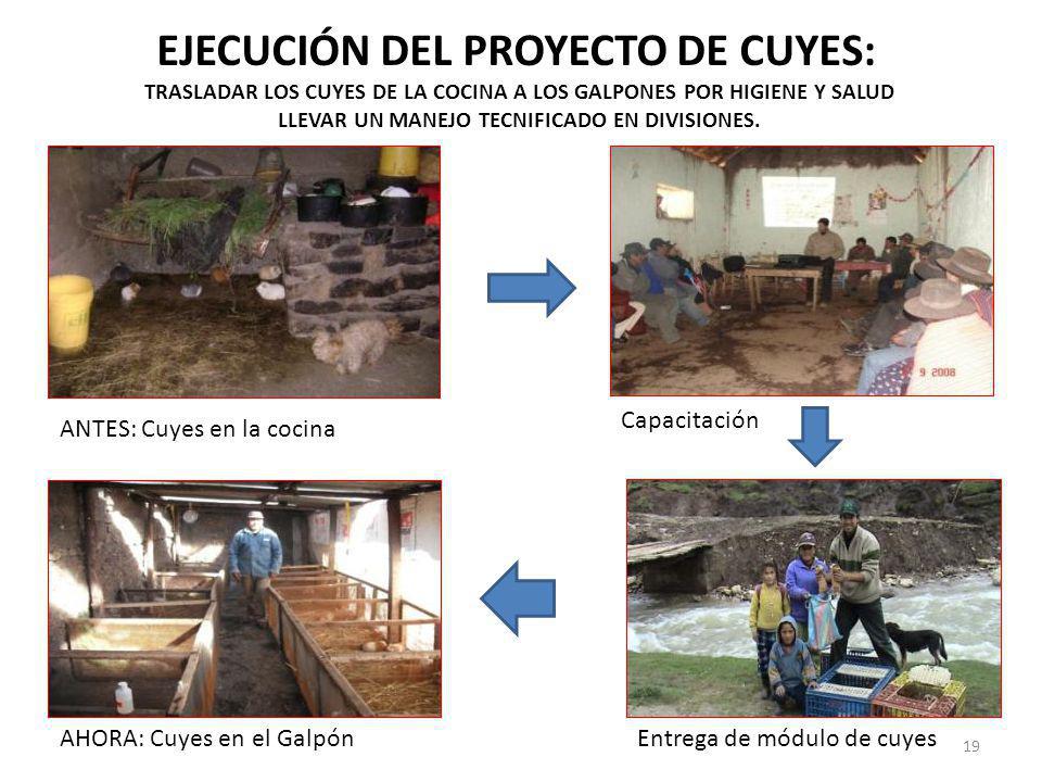 EJECUCIÓN DEL PROYECTO DE CUYES: TRASLADAR LOS CUYES DE LA COCINA A LOS GALPONES POR HIGIENE Y SALUD LLEVAR UN MANEJO TECNIFICADO EN DIVISIONES.