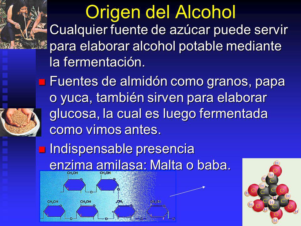 Origen del Alcohol Cualquier fuente de azúcar puede servir para elaborar alcohol potable mediante la fermentación.