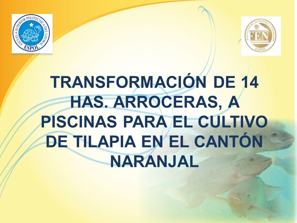 TRANSFORMACIÓN DE 14 HAS. ARROCERAS, A PISCINAS PARA EL CULTIVO DE TILAPIA EN EL CANTÓN NARANJAL