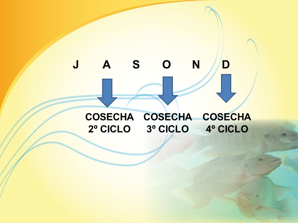 J A S O N D COSECHA 2º CICLO COSECHA 3º CICLO COSECHA 4º CICLO