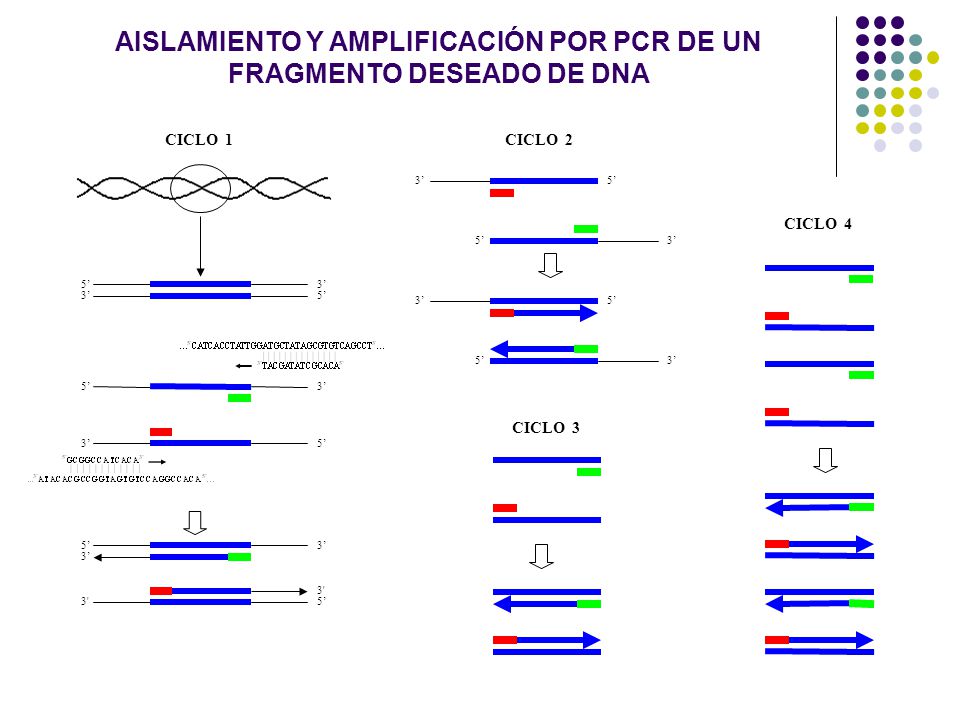 AISLAMIENTO Y AMPLIFICACIÓN POR PCR DE UN FRAGMENTO DESEADO DE DNA