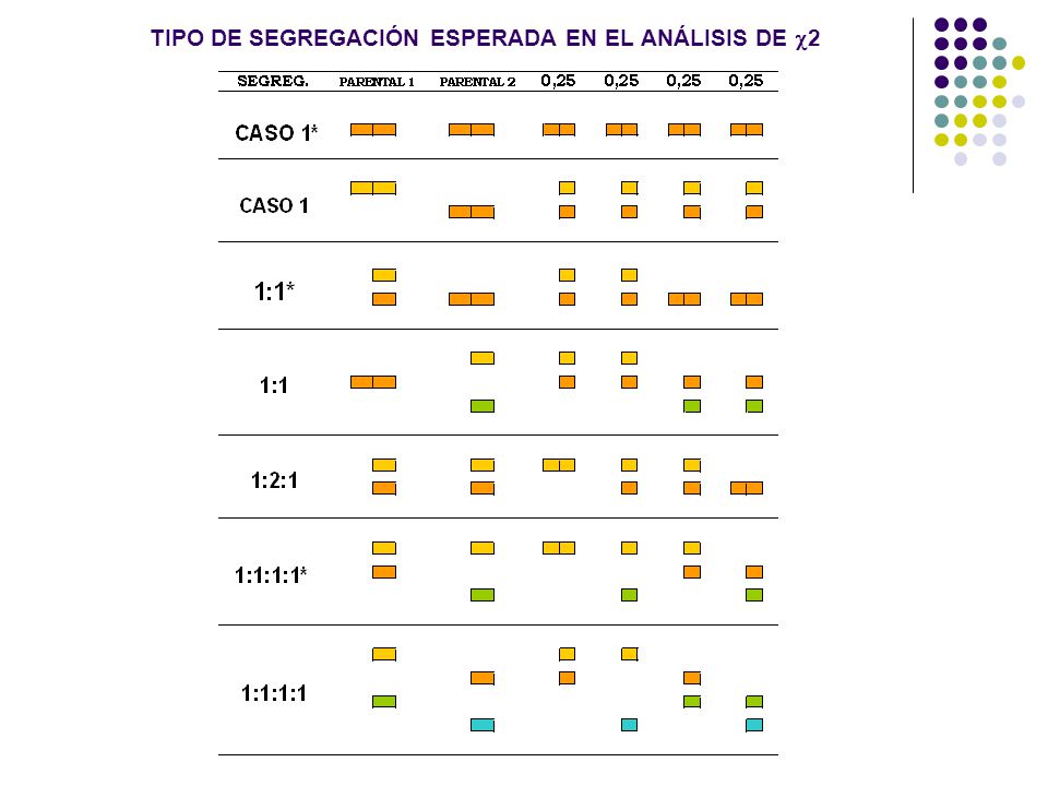 TIPO DE SEGREGACIÓN ESPERADA EN EL ANÁLISIS DE 2