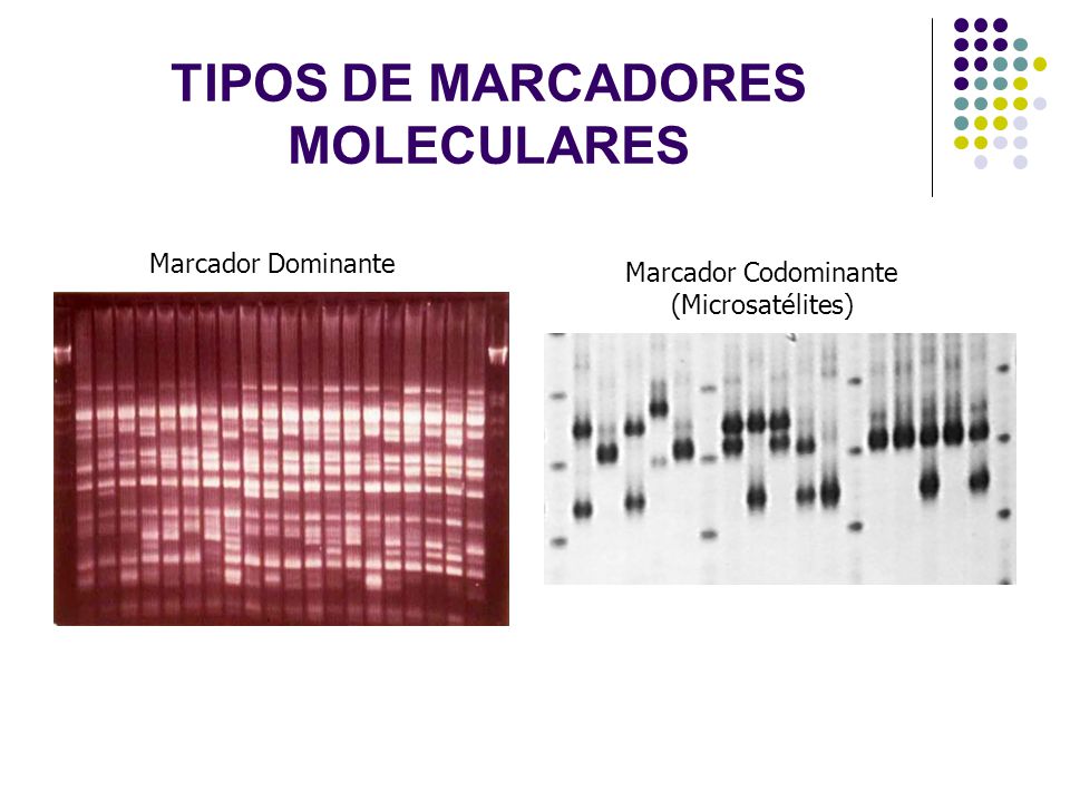 TIPOS DE MARCADORES MOLECULARES