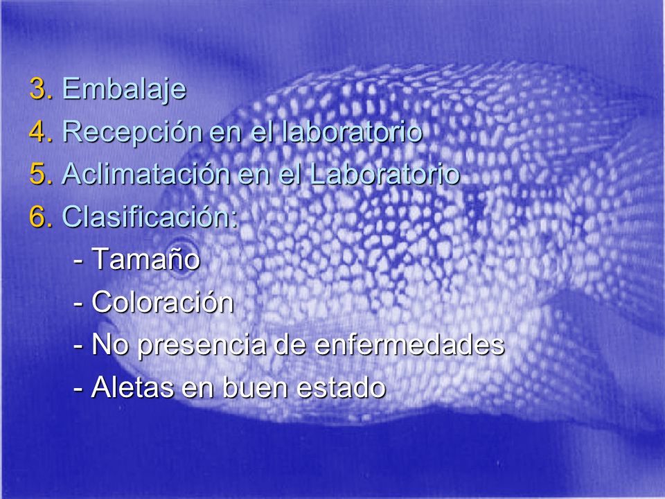 3. Embalaje 4. Recepción en el laboratorio. 5. Aclimatación en el Laboratorio. 6. Clasificación: - Tamaño.