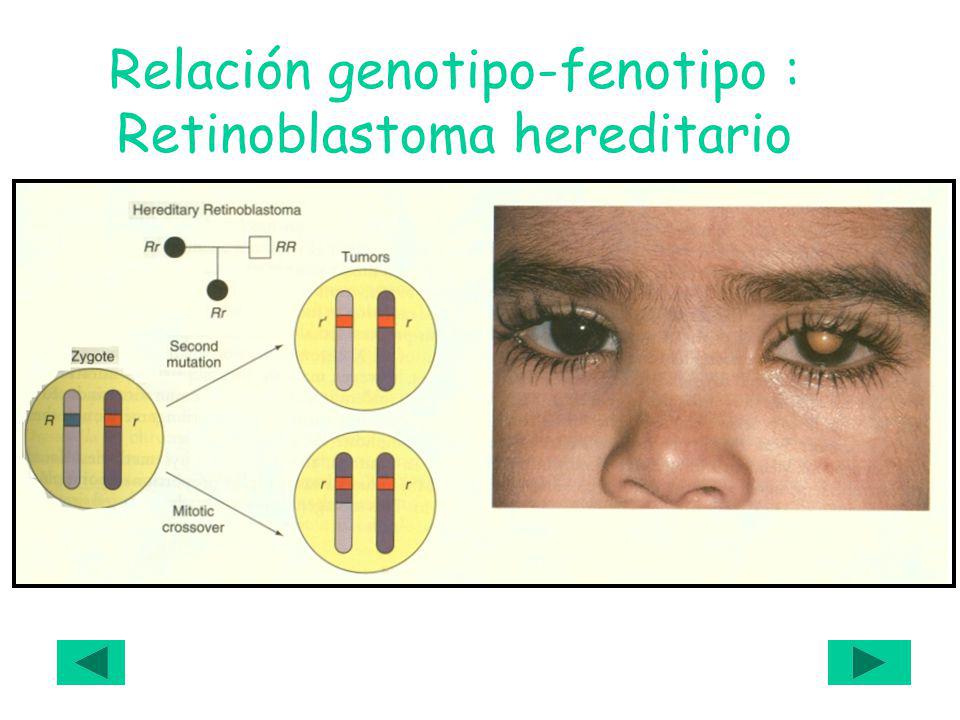 Relación genotipo-fenotipo : Retinoblastoma hereditario