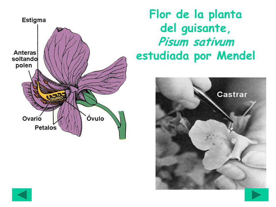 Flor de la planta del guisante, Pisum sativum estudiada por Mendel