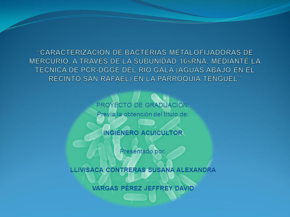CARACTERIZACIÓN DE BACTERIAS METALOFIJADORAS DE MERCURIO, A TRAVÉS DE LA SUBUNIDAD 16sRNA, MEDIANTE LA TÉCNICA DE PCR-DGGE DEL RIO GALA (AGUAS ABAJO EN EL RECINTO SAN RAFAEL) EN LA PARROQUIA TENGUEL