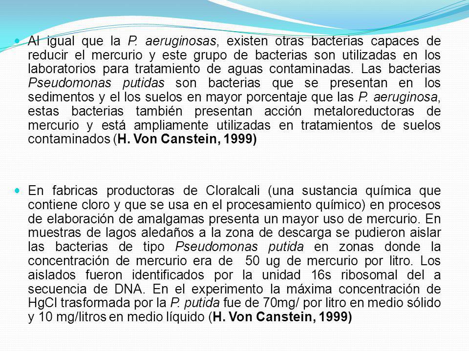 Al igual que la P. aeruginosas, existen otras bacterias capaces de reducir el mercurio y este grupo de bacterias son utilizadas en los laboratorios para tratamiento de aguas contaminadas. Las bacterias Pseudomonas putidas son bacterias que se presentan en los sedimentos y el los suelos en mayor porcentaje que las P. aeruginosa, estas bacterias también presentan acción metaloreductoras de mercurio y está ampliamente utilizadas en tratamientos de suelos contaminados (H. Von Canstein, 1999)